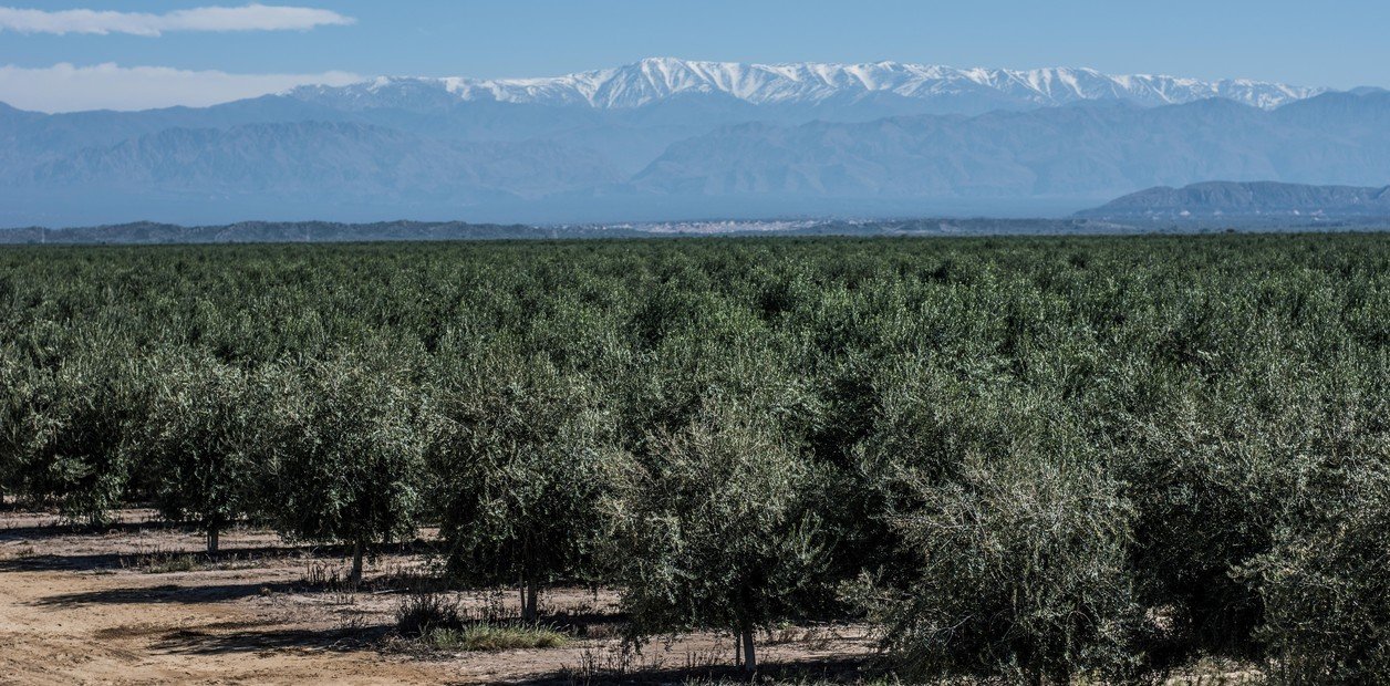 Olivares de San Juan con la Cordillera de los Andes